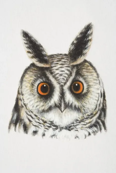 Framed Print : Long-eared Owl, Asio otus, front view Framed Print : Long-eared Owl, Asio otus, front view