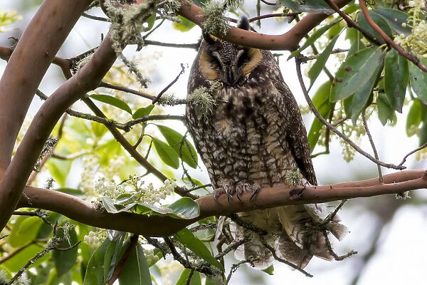 Long-Eared Owl Perched on a Tree