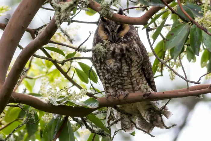 Framed Print : Long-Eared Owl Perched on a Tree Framed Print : Long-Eared Owl Perched on a Tree