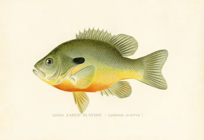 Framed Print : Long eared sunfish chromolithograph 1898 Framed Print : Long eared sunfish chromolithograph 1898