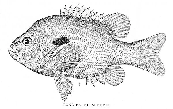 Long eared sunfish engraving 1898