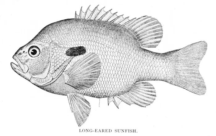 Framed Print : Long eared sunfish engraving 1898