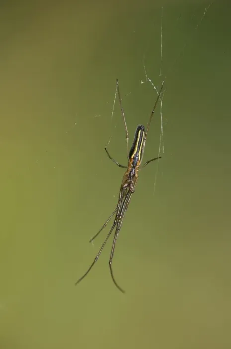 Framed Print : Long-jawed Spider -Tetragnatha extensa-, Versoix, Canton of Geneva, Switzerland Framed Print : Long-jawed Spider -Tetragnatha extensa-, Versoix, Canton of Geneva, Switzerland