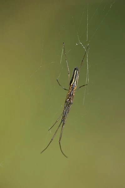 Long-jawed Spider -Tetragnatha extensa-, Versoix, Canton of Geneva, Switzerland