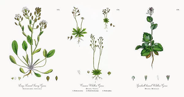 Long-Leaved Scurvy Grass, Cochlearia Anglica, Victorian Botanical Illustration, 1863