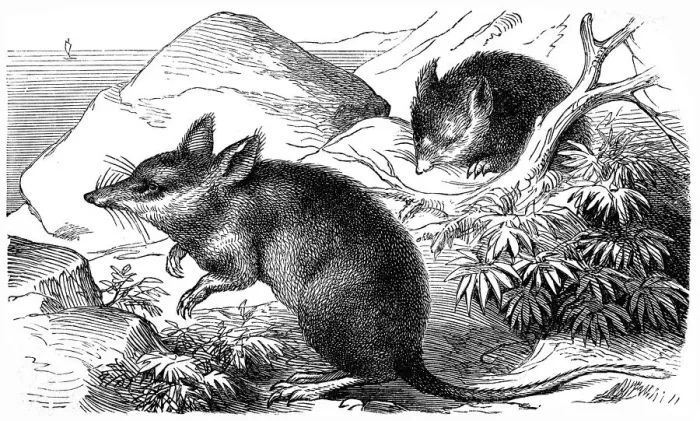 Framed Print : Long-nosed Bandicoot (Perameles nasuta)