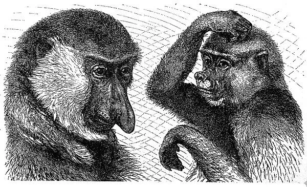 Long-nosed monkey (Nasalis larvatus), male left and female right