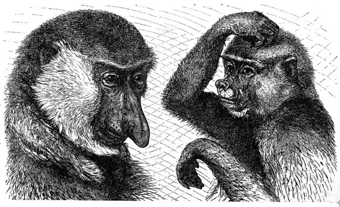 Framed Print : Long-nosed monkey (Nasalis larvatus), male left and female right Framed Print : Long-nosed monkey (Nasalis larvatus), male left and female right