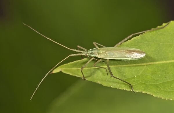 Long Thin Plant Bug -Megaloceroea recticornis- sitting on a leaf, Untergroningen, Abtsgmuend, Baden-Wurttemberg, Germany