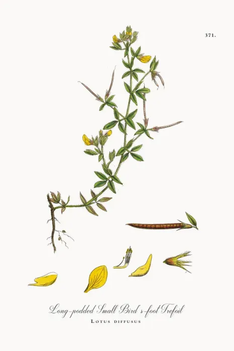 Framed Print : Long-podded Small Birdas-foot Trefoil, Lotus diffusus, Victorian Botanical Illustration, 1863 Framed Print : Long-podded Small Birdas-foot Trefoil, Lotus diffusus, Victorian Botanical Illustration, 1863