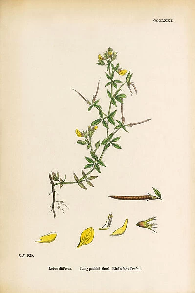 Long-podded Small Birdas-foot Trefoil, Lotus diffusus, Victorian Botanical Illustration, 1863