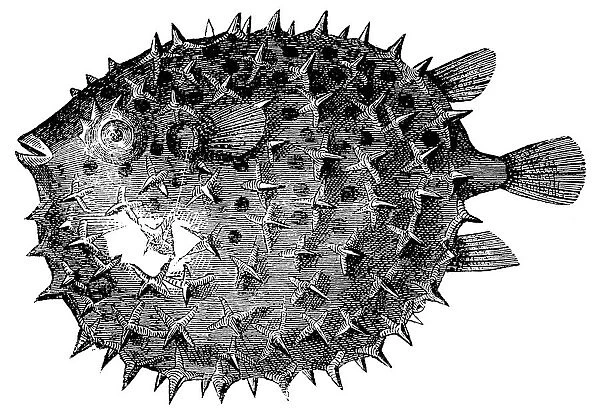 Long-spine Porcupinefish or Spiny Balloonfish (Diodon Holocanthus)