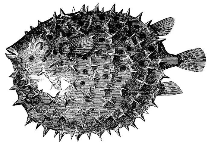 Framed Print : Long-spine Porcupinefish or Spiny Balloonfish (Diodon Holocanthus) Framed Print : Long-spine Porcupinefish or Spiny Balloonfish (Diodon Holocanthus)