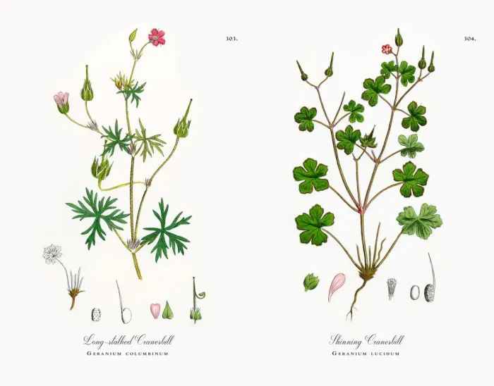 Framed Print : Long-stalked Cranesbill, Geranium columbinum, Victorian Botanical Illustration, 1863 Framed Print : Long-stalked Cranesbill, Geranium columbinum, Victorian Botanical Illustration, 1863
