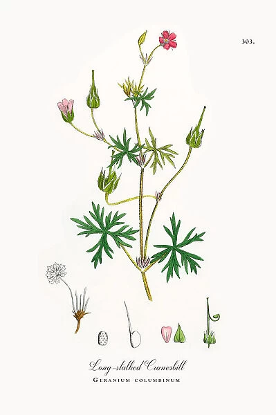 Long-stalked Cranesbill, Geranium columbinum, Victorian Botanical Illustration, 1863