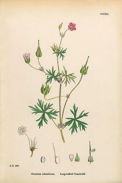 Long-stalked Cranesbill, Geranium columbinum, Victorian Botanical Illustration, 1863