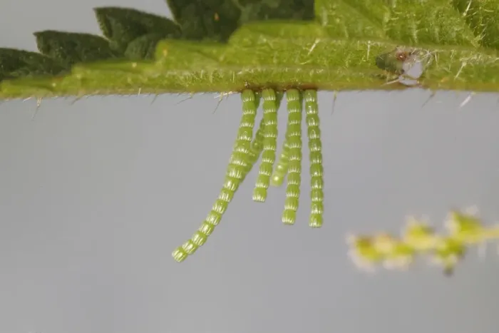 Framed Print : Long strings of eggs from the Map butterfly -Araschnia levana- on a nettle leaf, Altenseelbach, Neunkirchen, North Rhine-Westphalia, Germany