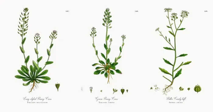 Framed Print : Long-styled Penny-Cress, Thlaspi occitanum, Victorian Botanical Illustration, 1863 Framed Print : Long-styled Penny-Cress, Thlaspi occitanum, Victorian Botanical Illustration, 1863
