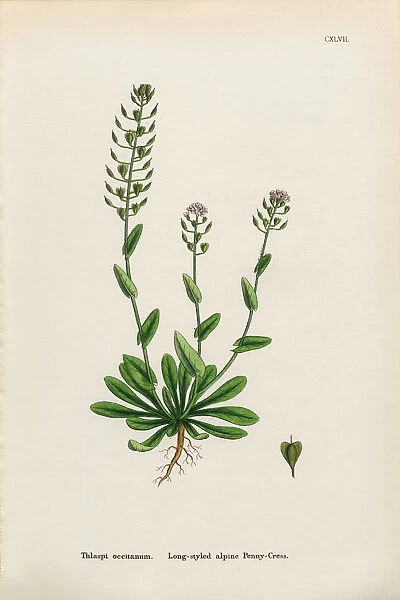 Long-styled Penny-Cress, Thlaspi occitanum, Victorian Botanical Illustration, 1863