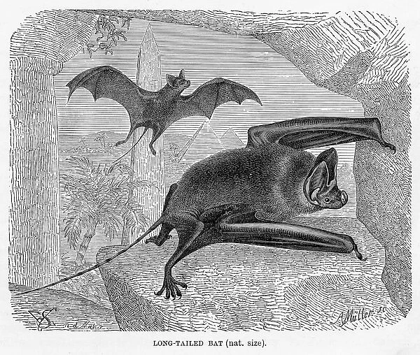 Long tailed bat engraving 1894
