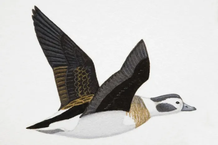 Framed Print : Long-tailed Duck (Clangula hyemalis), medium-sized, adult female sea duck