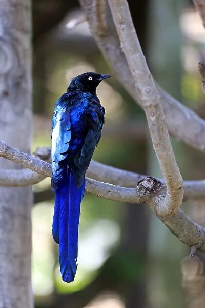 Long-tailed Glossy Starling -Lamprotornis caudatus-, adult on tree, captive