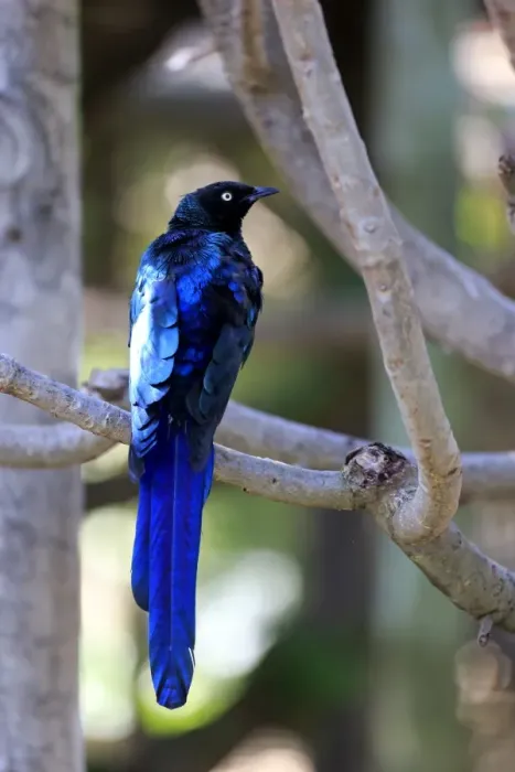 Framed Print : Long-tailed Glossy Starling -Lamprotornis caudatus-, adult on tree, captive Framed Print : Long-tailed Glossy Starling -Lamprotornis caudatus-, adult on tree, captive