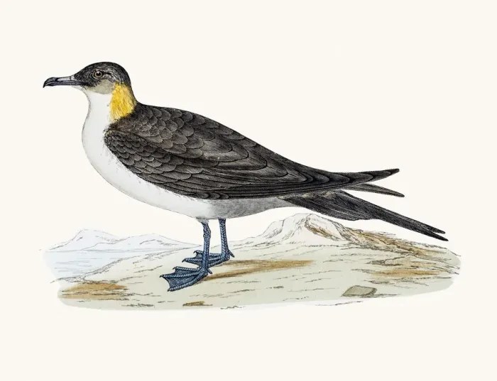 Framed Print : Long-tailed jaeger (small skua) bird Framed Print : Long-tailed jaeger (small skua) bird