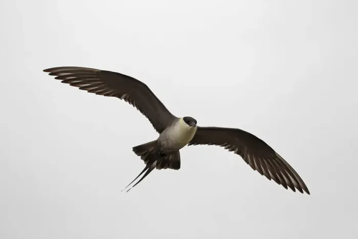 Framed Print : Long-tailed jaeger -Stercorarius longicaudus-, flying, grey skies, tundra, Norway Framed Print : Long-tailed jaeger -Stercorarius longicaudus-, flying, grey skies, tundra, Norway