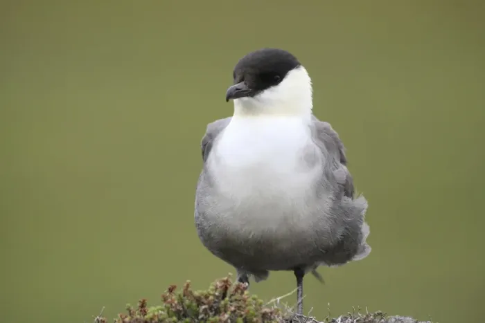 Framed Print : Long-tailed jaeger -Stercorarius longicaudus-, Tundra, Norway