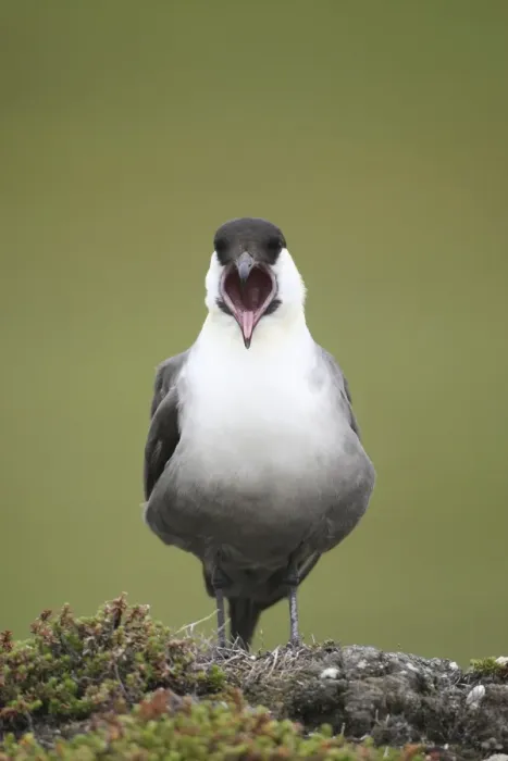 Framed Print : Long-tailed jaeger -Stercorarius longicaudus- regurgitating pellets, Tundra, Norway Framed Print : Long-tailed jaeger -Stercorarius longicaudus- regurgitating pellets, Tundra, Norway