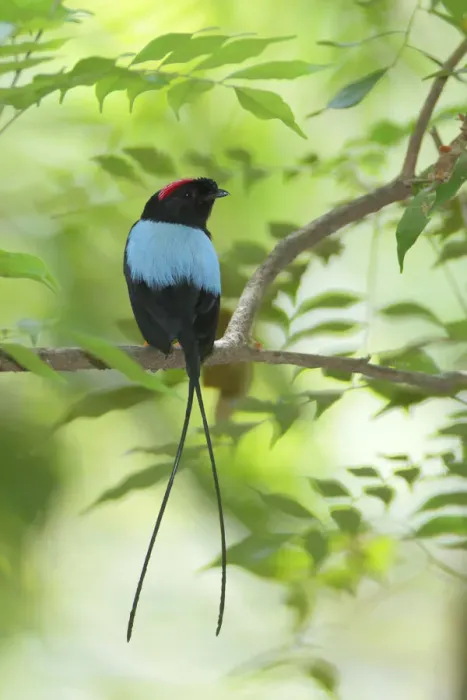 Framed Print : Long-tailed manakin Framed Print : Long-tailed manakin