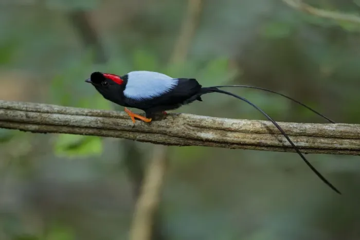 Framed Print : Long-tailed Manakin Framed Print : Long-tailed Manakin