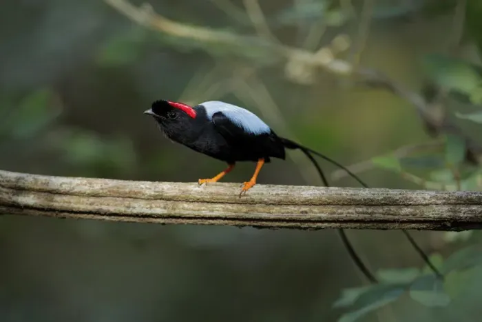 Framed Print : Long-tailed Manakin (Chiroxiphia linearis)