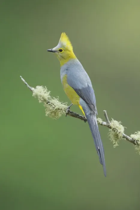 Framed Print : Long-tailed Silky-flycatcher Framed Print : Long-tailed Silky-flycatcher