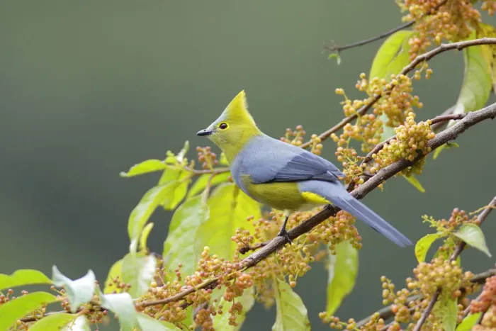Framed Print : Long-tailed Silky-flycatcher Framed Print : Long-tailed Silky-flycatcher