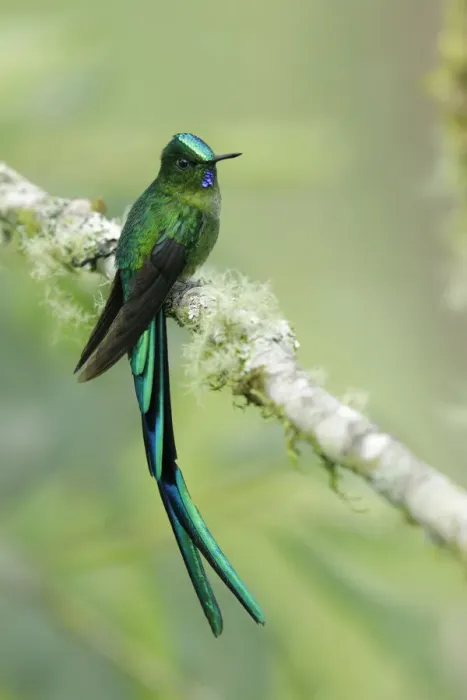 Framed Print : Long-tailed Sylph Framed Print : Long-tailed Sylph