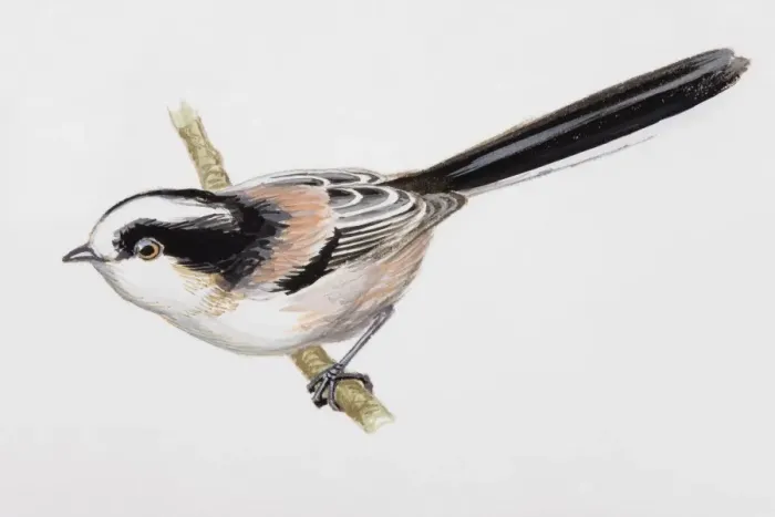 Framed Print : Long-tailed tit (Aegithalos caudatus), perching on a branch, side view Framed Print : Long-tailed tit (Aegithalos caudatus), perching on a branch, side view