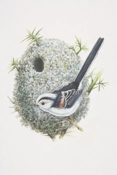 Framed Print : Long-tailed Tit (Aegithalos caudatus), illustration of bird whos tail is bigger than its body, black and white Framed Print : Long-tailed Tit (Aegithalos caudatus), illustration of bird whos tail is bigger than its body, black and white