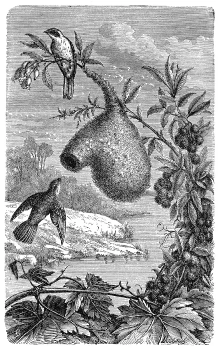 Framed Print : Long tailed tit (aegithalos caudatus)