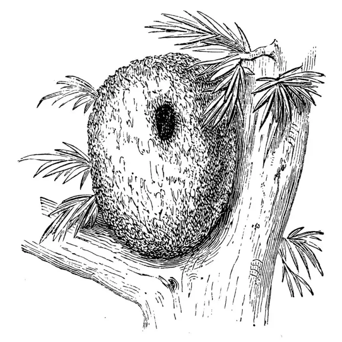 Framed Print : Long tailed tit nest (aegithalos caudatus) Framed Print : Long tailed tit nest (aegithalos caudatus)