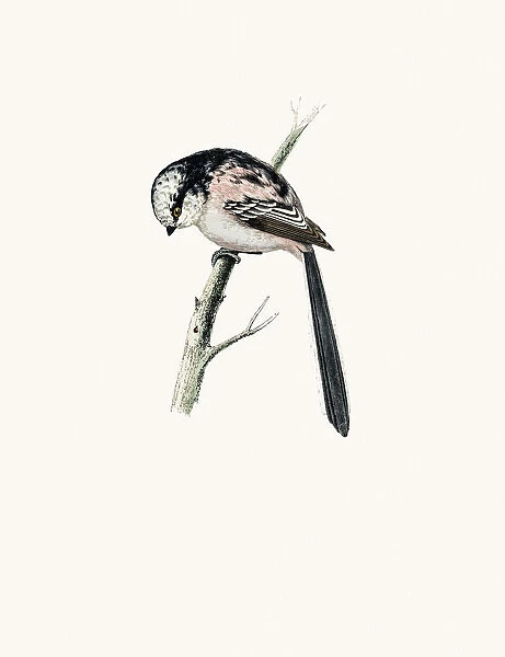 Long tailed Titmouse bird
