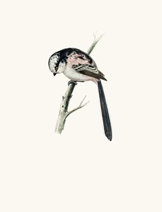 Framed Print : Long tailed Titmouse bird Framed Print : Long tailed Titmouse bird