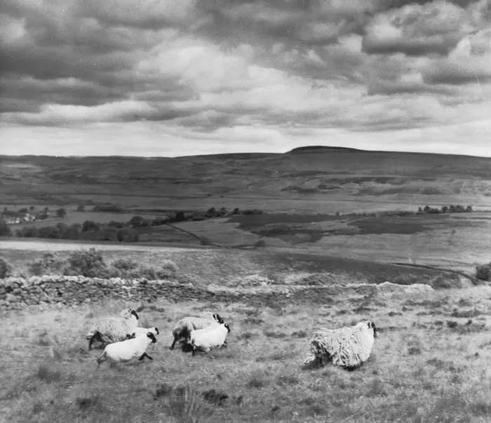 Framed Print : Long-Woolled Sheep Framed Print : Long-Woolled Sheep