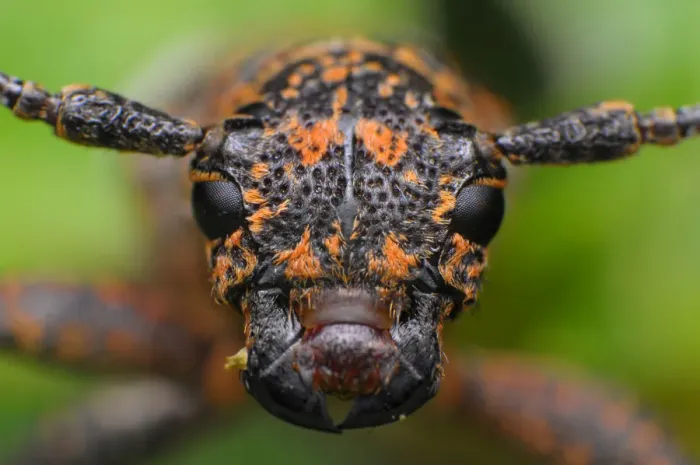 Framed Print : Longhorn beetle Framed Print : Longhorn beetle