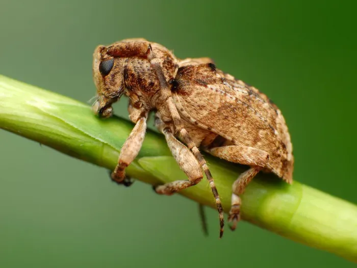 Framed Print : Longhorn beetle Framed Print : Longhorn beetle