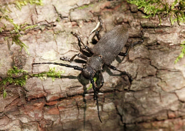 Longhorn Beetle (Lamia textor), Upper Bavaria, Bavaria, Germany, Europe