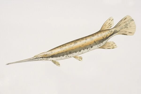 Longnose Gar (Lepisosteus osseus), long fish with a long horn like mouth and golden skin with brown blotches