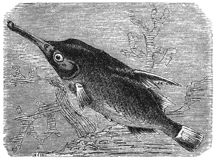 Framed Print : Longspine snipefish (Macroramphosus scolopax) Framed Print : Longspine snipefish (Macroramphosus scolopax)