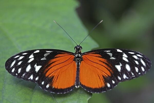 Longwing Butterfly -Heliconius sp. -, with open wings, Mainau island, Baden-Wuerttemberg, Germany, Europe